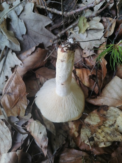 Lactifluus piperatus