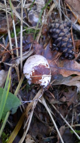 Clathrus archeri