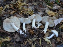 Tricholoma stiparophyllum