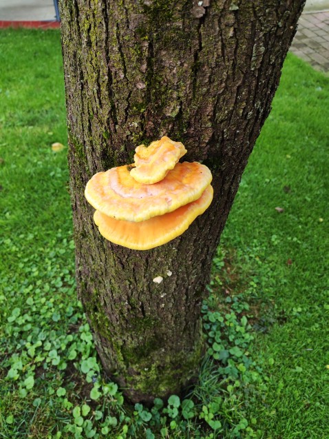 Laetiporus sulphureus