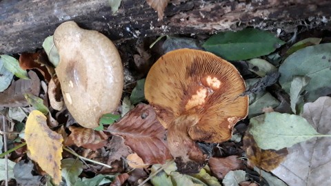 Paxillus involutus