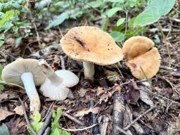 Russula farinipes