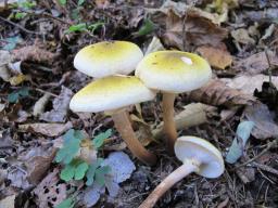 Armillaria mellea