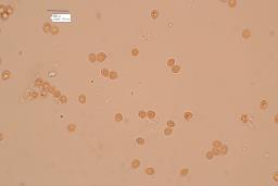 Steccherinum bourdotii