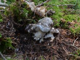 Hygrophorus marzuolus