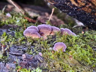 Trichaptum biforme