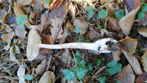 Amanita vaginata