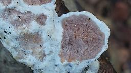 Vitreoporus dichrous