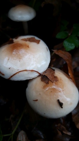 Hygrophorus lindtneri