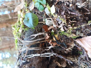 Xylaria hypoxylon