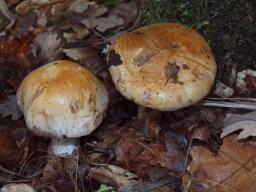 Cortinarius largus