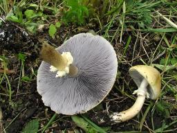 Stropharia eximia