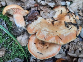 Lactarius salmonicolor