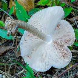 Pluteus petasatus