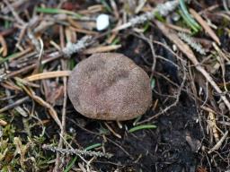 Elaphomyces granulatus