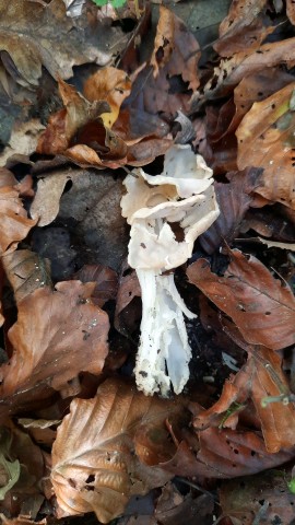 Helvella crispa