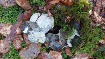 Hygrophorus marzuolus