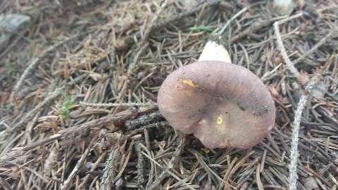 Cantharellus amethysteus