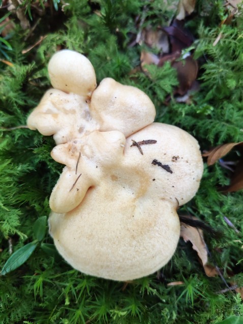Lactarius illyricus