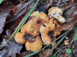 Cantharellus amethysteus