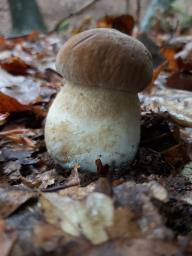 Boletus reticulatus