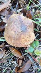 Neoboletus erythropus