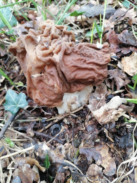 Gyromitra esculenta