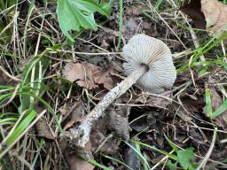 Lepiota griseovirens