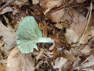 Clitocybe odora