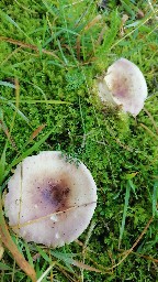 Russula vesca