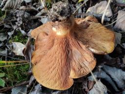 Paxillus rubicundulus