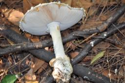 Amanita ovoidea