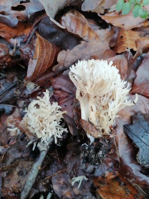 Ramaria gracilis