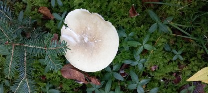 Amanita phalloides