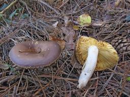 Russula sardonia