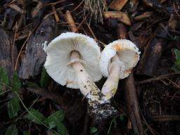 Leucoagaricus americanus