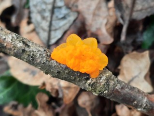 Tremella mesenterica