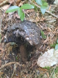 Strobilomyces strobilaceus