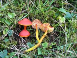 Hygrocybe coccinea