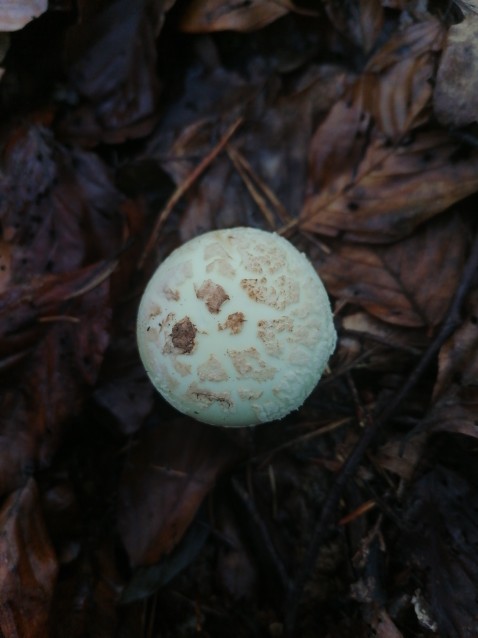 Amanita citrina