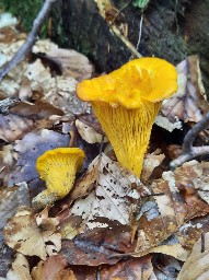 Cantharellus cibarius