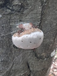 Fomes fomentarius