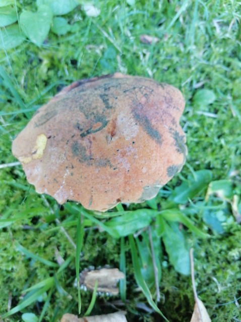 Suillellus queletii