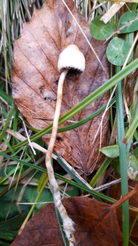 Psilocybe semilanceata