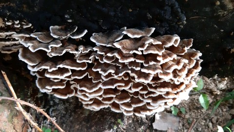 Trametes versicolor