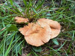 Infundibulicybe gibba