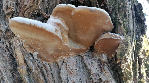 Ganoderma applanatum