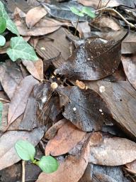 Marasmius buxi