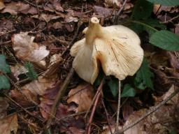 Lactarius illyricus