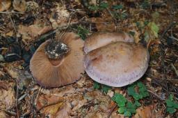 Cortinarius variecolor
